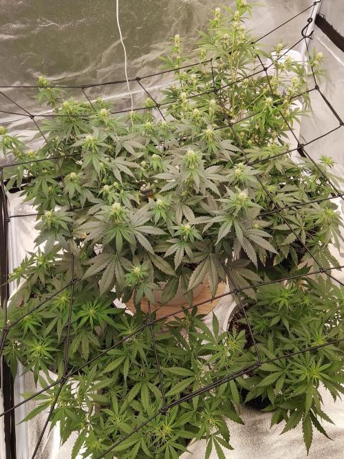 mix autos primer cultivo. Week 4