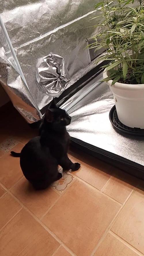 mix autos primer cultivo