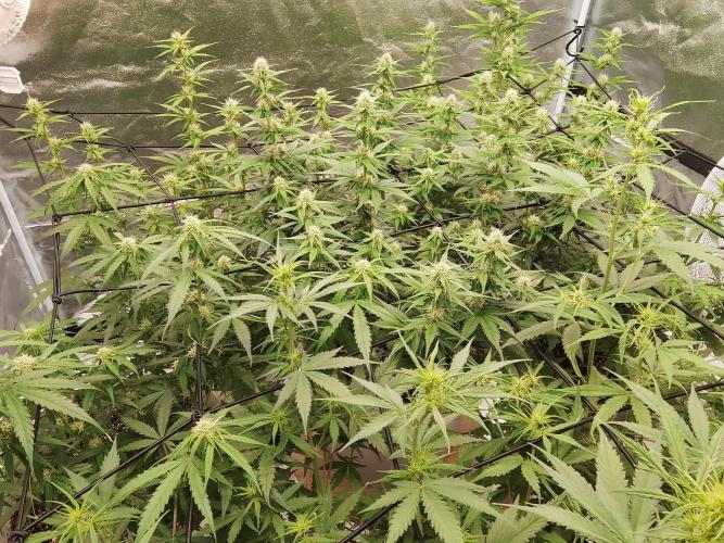 mix autos primer cultivo. Week 5