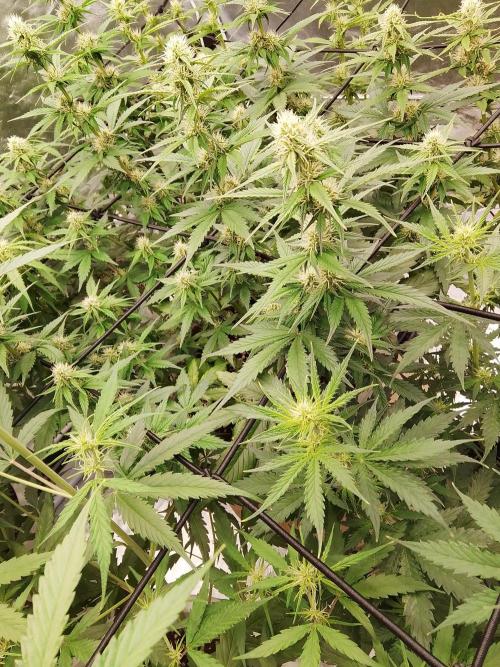 mix autos primer cultivo. Week 5