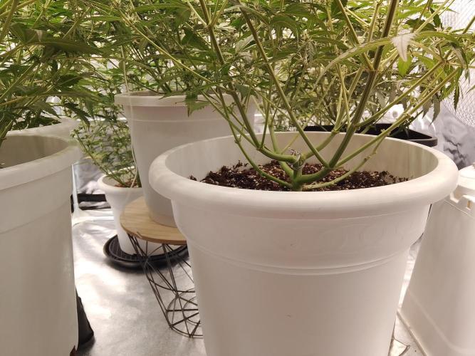 mix autos primer cultivo. Week 5