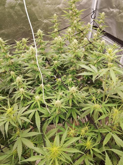 mix autos primer cultivo. Week 5