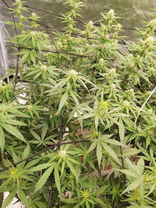 mix autos primer cultivo. Week 5