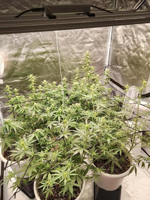 mix autos primer cultivo. Week 5