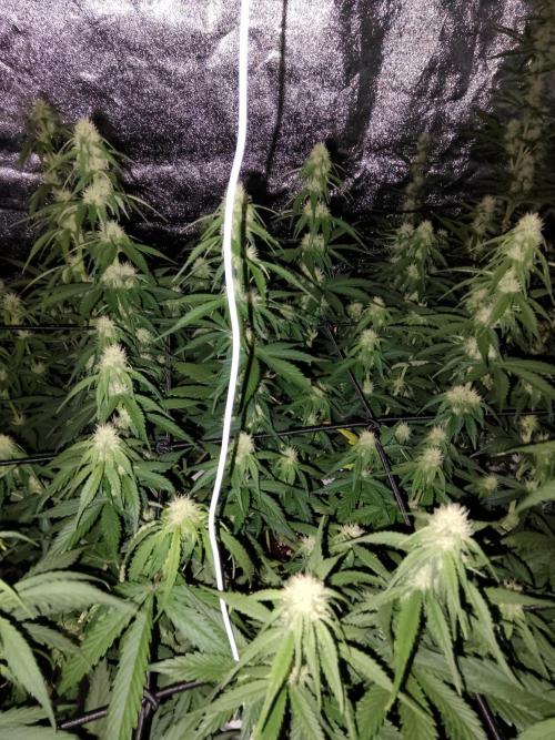 mix autos primer cultivo. Week 5