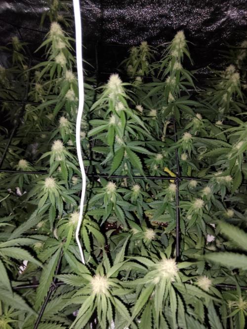 mix autos primer cultivo. Week 5