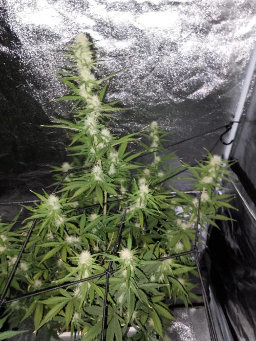 mix autos primer cultivo. Week 5