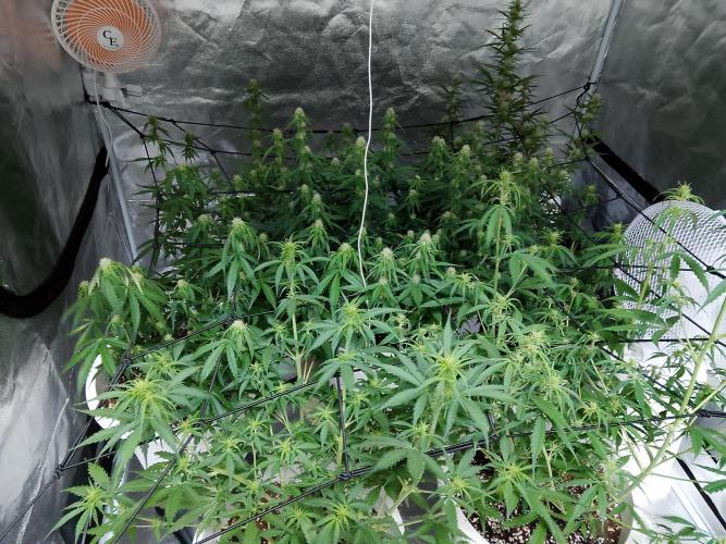 mix autos primer cultivo. Week 5