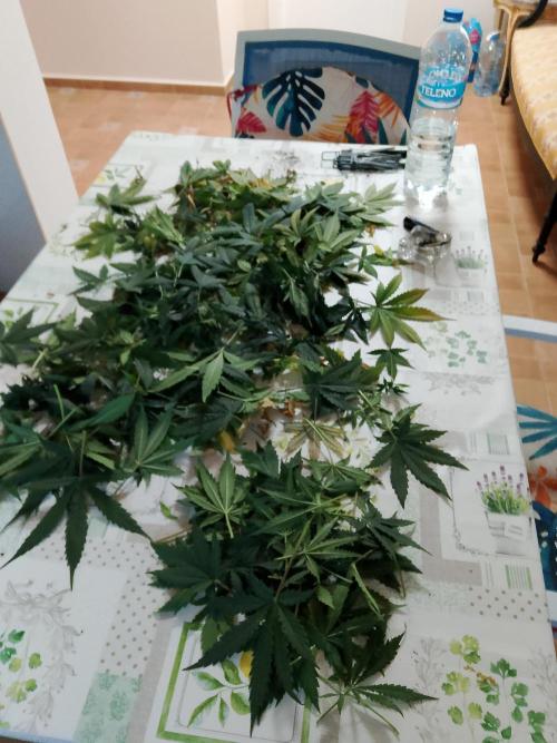 mix autos primer cultivo. Week 5