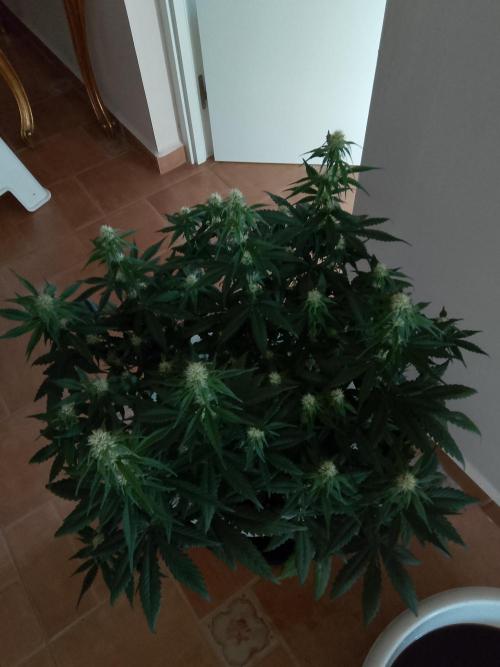 mix autos primer cultivo. Week 5 - Gorilla cookies corte apical al 4 nudo y lst a los 6 días , una de mis favoritas