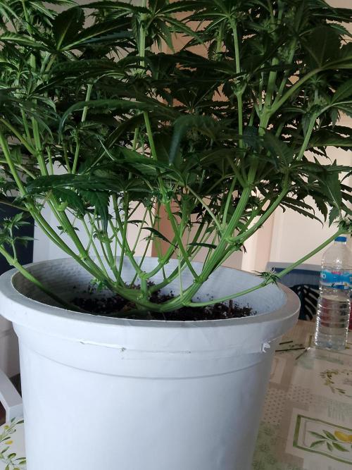 mix autos primer cultivo. Week 5