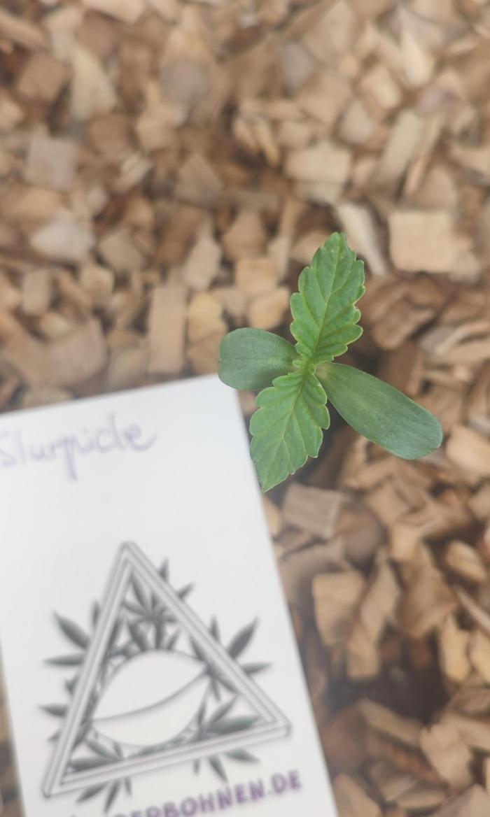 'Slurpicle' (Slurty x Spritzer) 12h/12h. Week 0 - Today is the 19.12. Exactly seven days after the seed touched water.