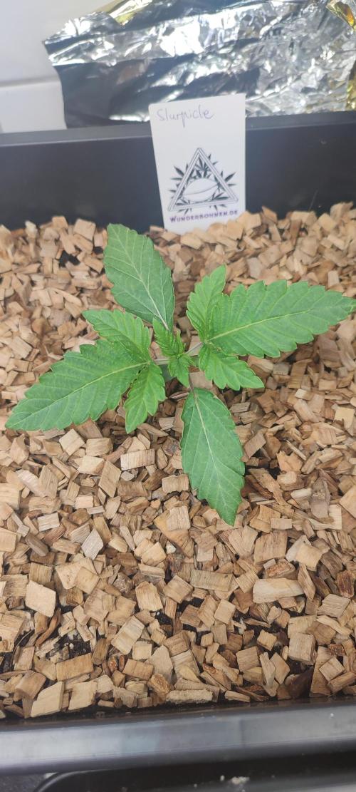'Slurpicle' (Slurty x Spritzer) 12h/12h. Week 1 - After one week of growth.✅