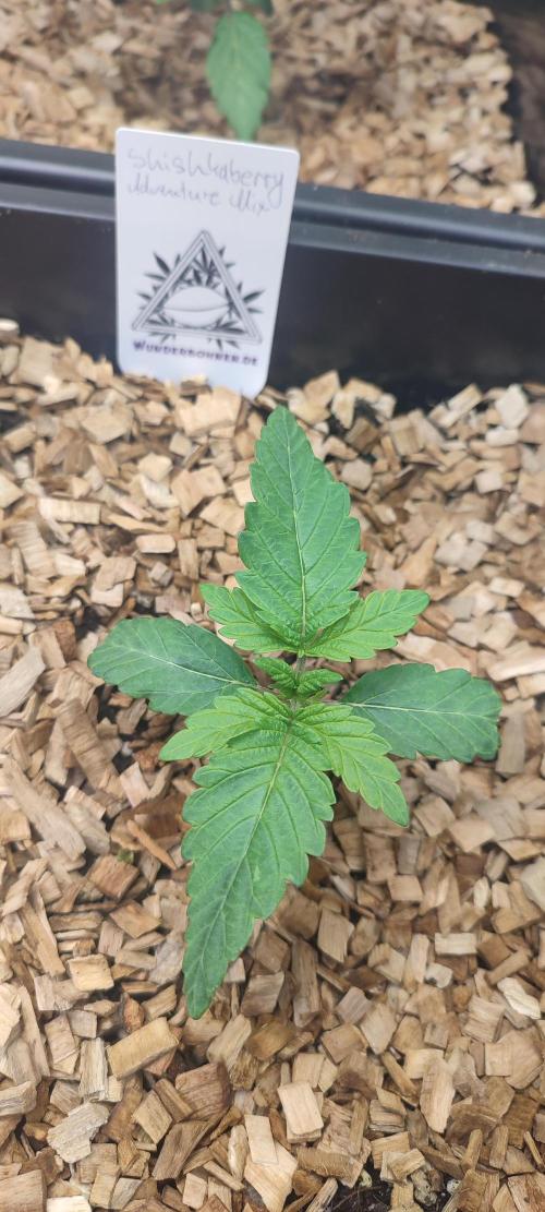 'Slurpicle' (Slurty x Spritzer) 12h/12h. Week 1