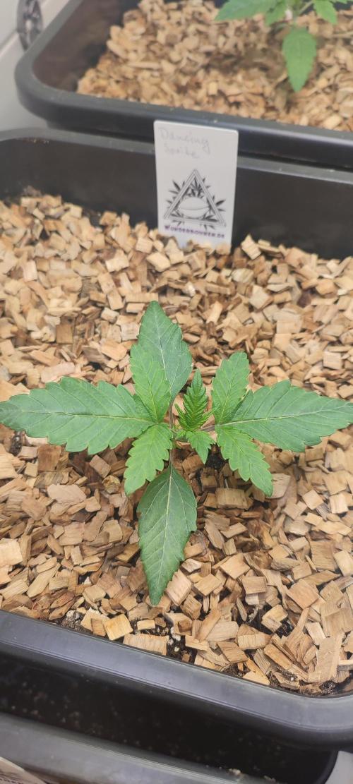 'Slurpicle' (Slurty x Spritzer) 12h/12h. Week 1