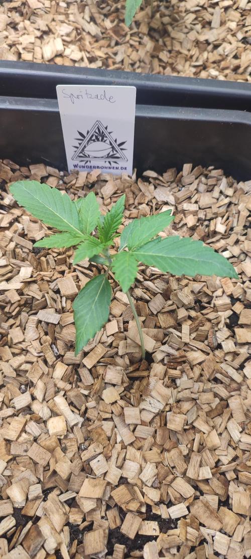 'Slurpicle' (Slurty x Spritzer) 12h/12h. Week 1