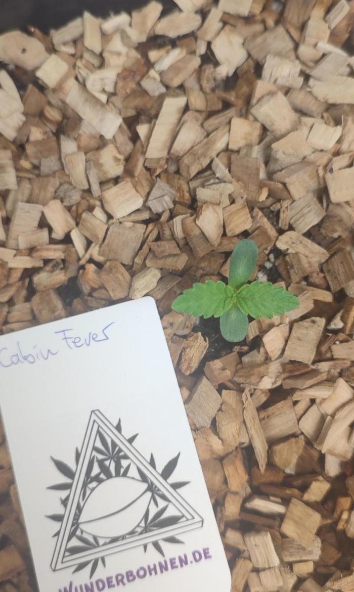 Cabin Fever (Login Cabin x Spritzer) 12h. Week 0 - Seven days after the seeds hit water.