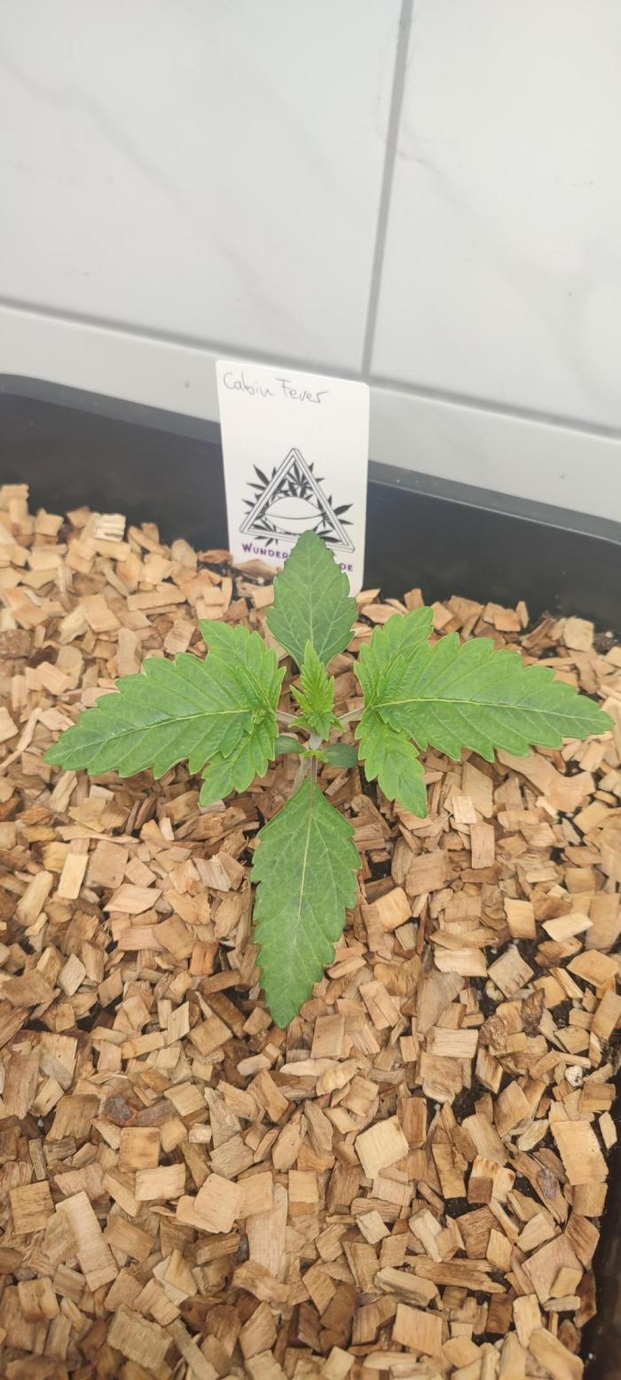Cabin Fever (Login Cabin x Spritzer) 12h. Week 1 - Happy little plant.
