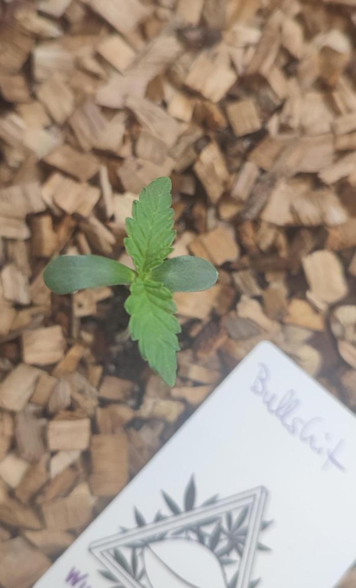 Bullshit (2090 Shit x Spritzer) 12h/12h. Week 0 - 7 days after planting.