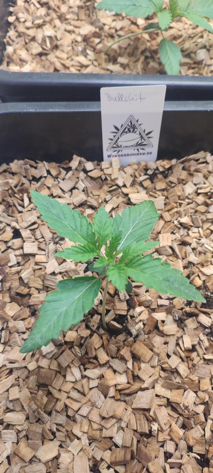 Bullshit (2090 Shit x Spritzer) 12h/12h. Week 1 - Healthy.