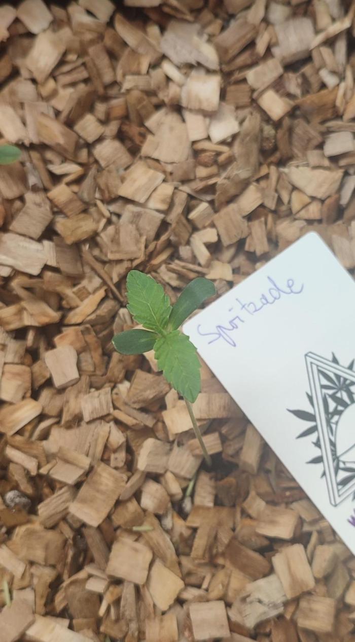 Spritzade (Gelonade x Spritzer) 12h/12h. Week 0 - Little happy seedling.