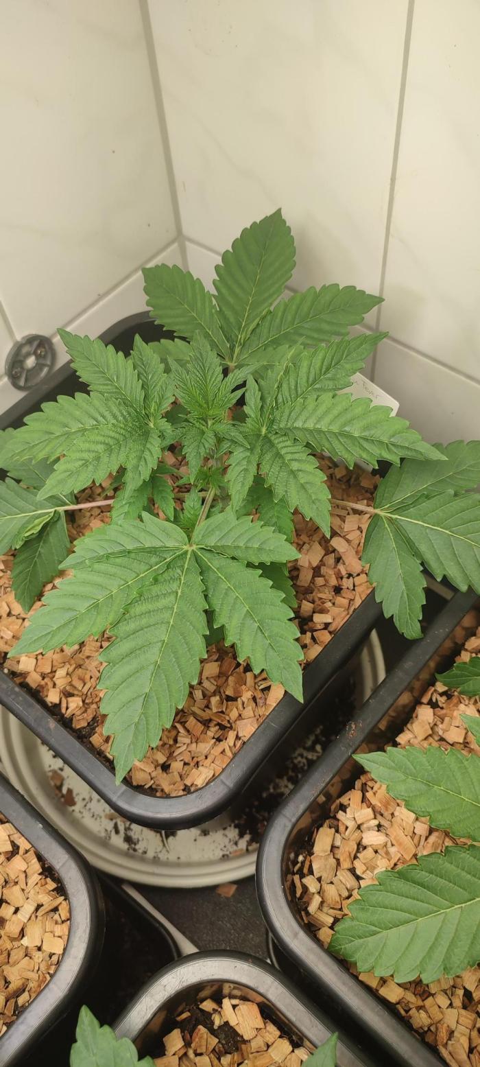 Cabin Fever (Log Cabin x Spritzer) 12/12. Week 2 - Day 21 after planting.