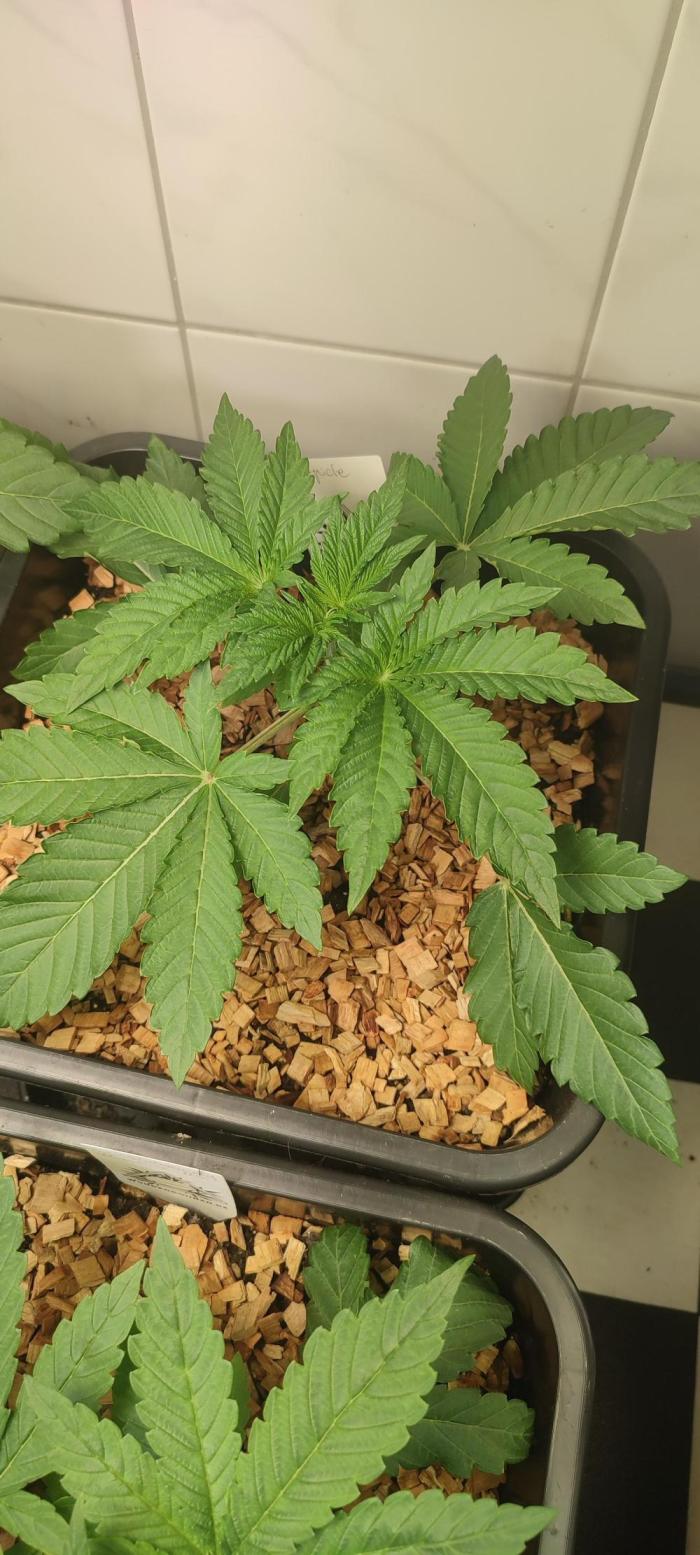 Slurpicle (Slurty x Spritzer) 12h/12h. Week 2 - Day 21 after planting.