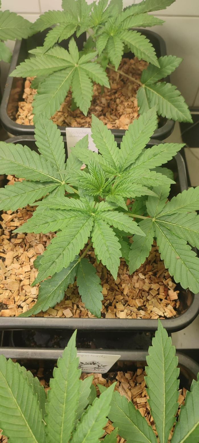 SoL 'Shishkaberry Adventure Mix' 12/12. Week 2 - Day 21 after planting.