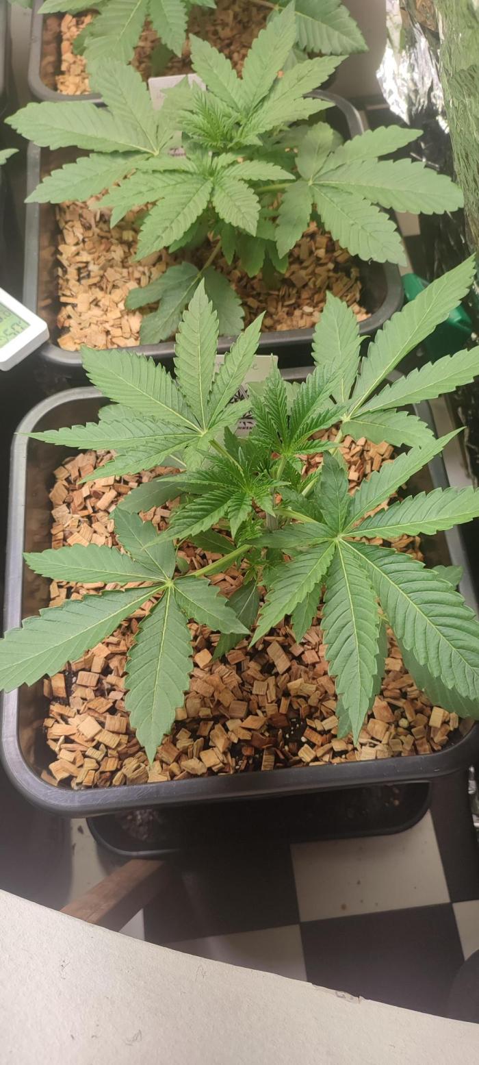 Spritzade (Gelonade x Spritzer) 12h/12h. Week 2 - Day 21 after planting.