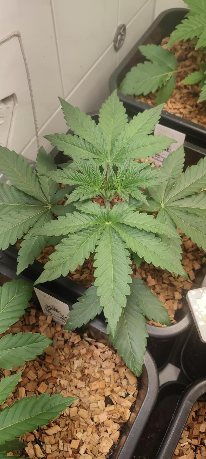 Dancing Sprite (White Runtz x Spritzer). Week 2 - Day 21 after planting.