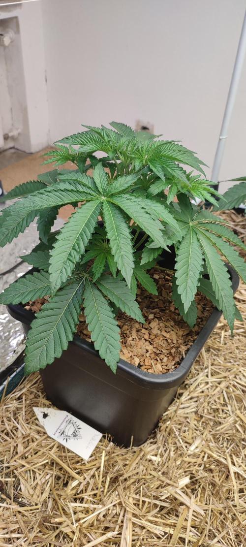 Bullshit (2090 Shit x Spritzer) 12h/12h. Week 3 - Bullshit on Day 28. 