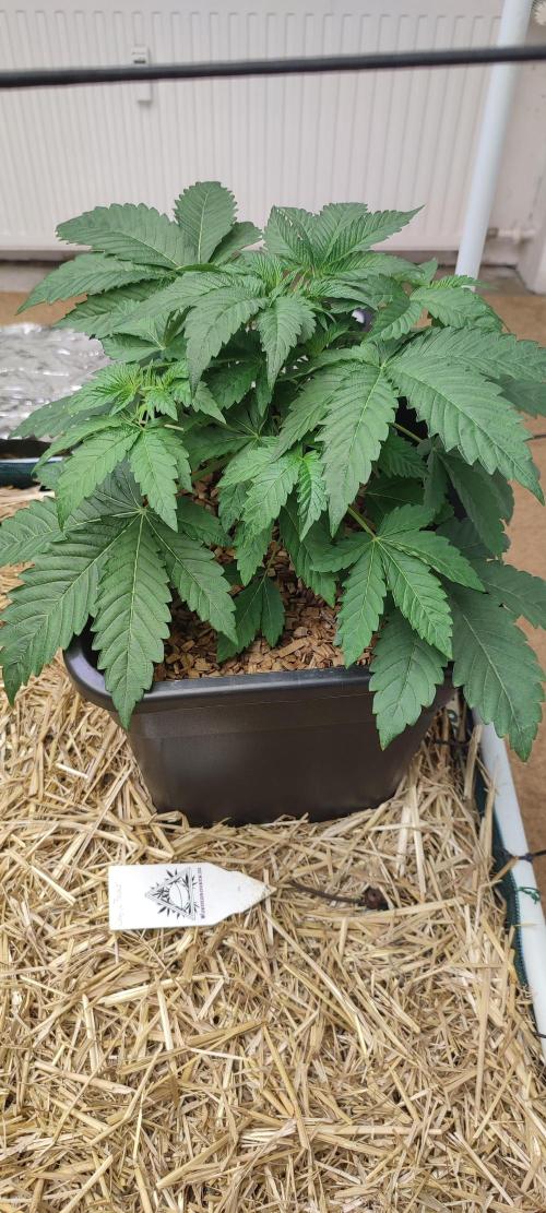 Cabin Fever (Log Cabin x Spritzer) 12/12. Week 3 - 'Cabin Fever' on day 28.