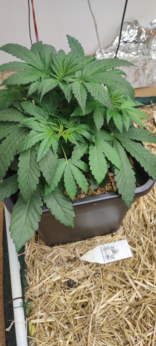 SoL 'Shishkaberry Adventure Mix' 12/12. Week 3 - 'Shishkaberry Mix' day 28.