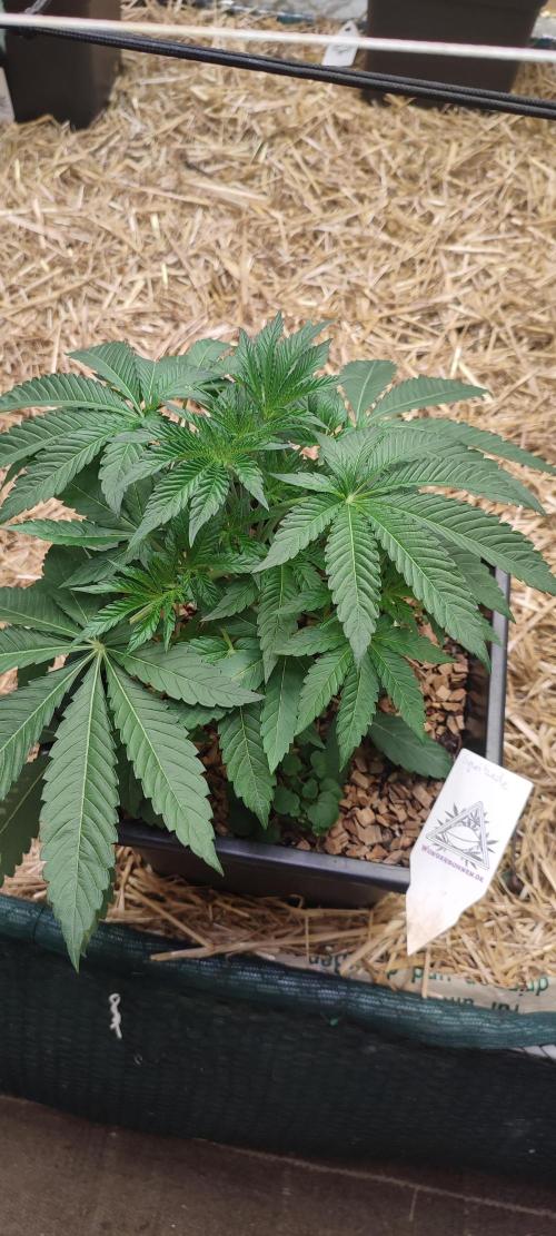 Spritzade (Gelonade x Spritzer) 12h/12h. Week 3 - 'Spritzade' day 28.