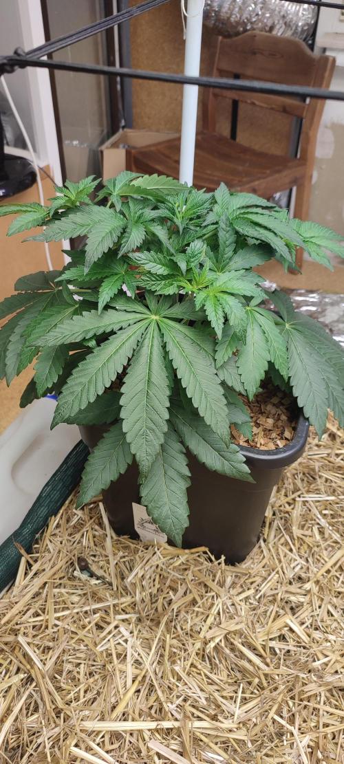 Dancing Sprite (White Runtz x Spritzer). Week 3 - 'Dancing Sprite' on day 28.