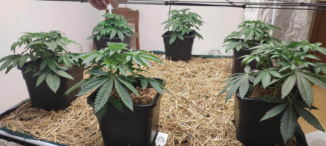 Dancing Sprite (White Runtz x Spritzer). Week 3 - My sanctuary. 😊