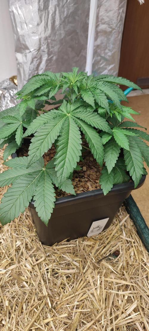 Slurpicle (Slurty x Spritzer) 12h/12h. Week 3 - 'Slurpicle' on day 28.