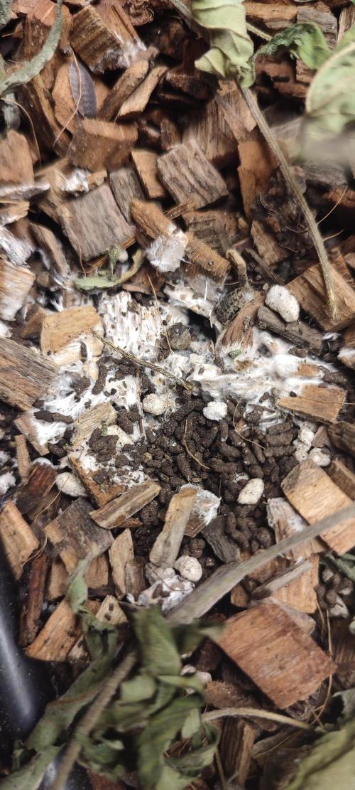 Slurpicle (Slurty x Spritzer) 12h/12h. Week 3 - Fungal domination. ✨