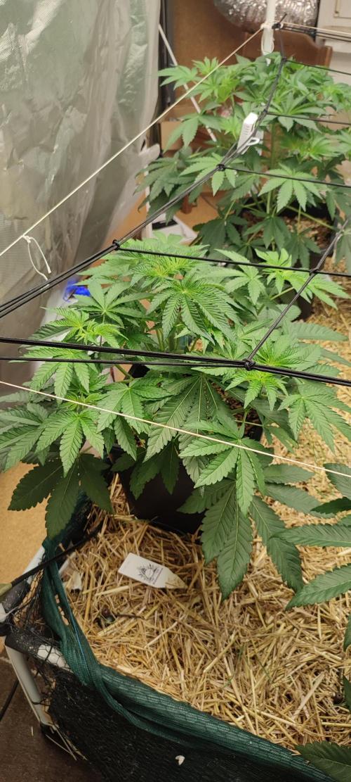 Slurpicle (Slurty x Spritzer) 12h/12h. Week 4 - 'Slurpicle' 