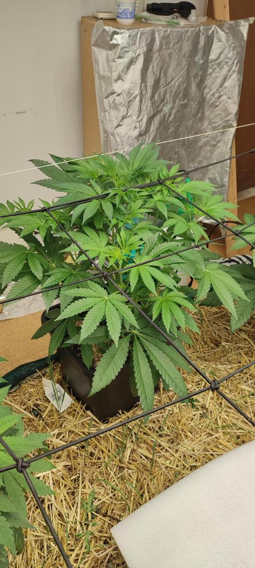 Spritzade (Gelonade x Spritzer) 12h/12h. Week 4 - 'Spritzade' (Gelonade x Spritzer)