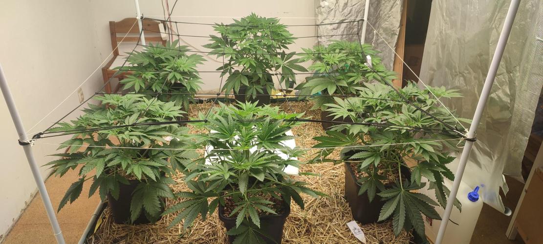 Spritzade (Gelonade x Spritzer) 12h/12h. Week 4 - Growing strong.