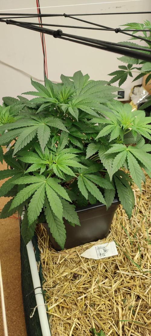 SoL 'Shishkaberry Adventure Mix' 12/12. Week 4 - 'Shishkaberry 30th Anniversary Adventure Mix'