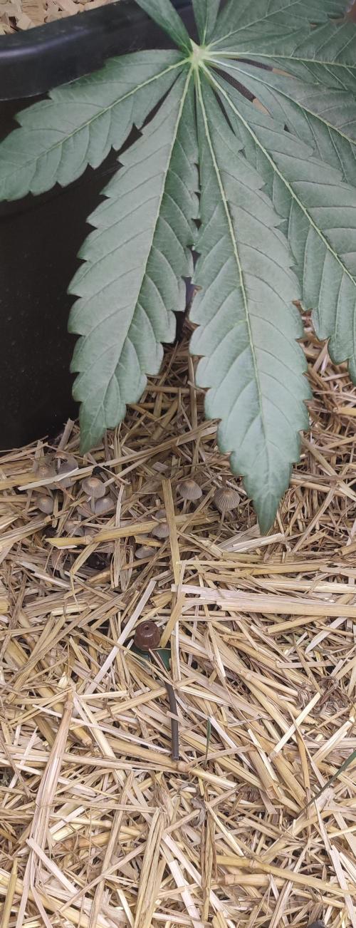 SoL 'Shishkaberry Adventure Mix' 12/12. Week 4 - Healthy soil = healthy plants 