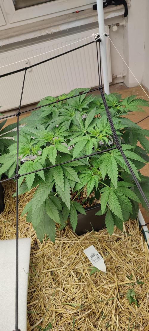 Cabin Fever (Log Cabin x Spritzer) 12/12. Week 4 - 'Cabin Fever'