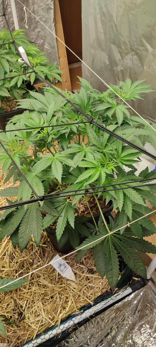 Dancing Sprite (White Runtz x Spritzer). Week 4 - 'Dancing Sprite' (White Runtz x Spritzer)