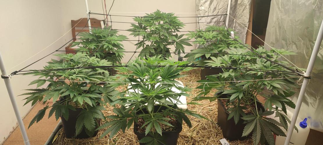 Dancing Sprite (White Runtz x Spritzer). Week 4 - Happy trees