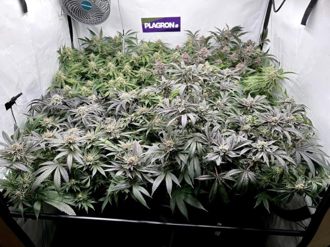 Full House. Week 7 - overview
