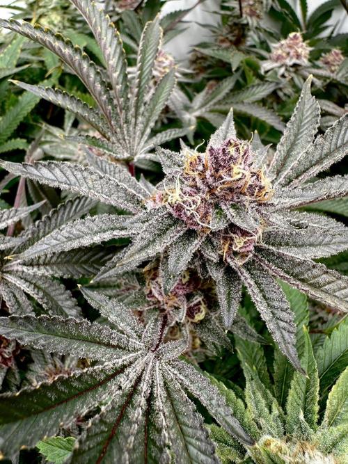 Full House. Week 7 - Tropicana Cherry