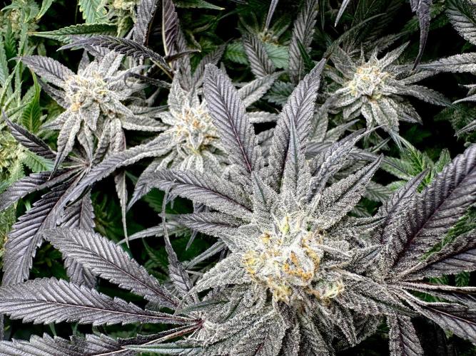 Full House. Week 7 - Dante's Inferno #8