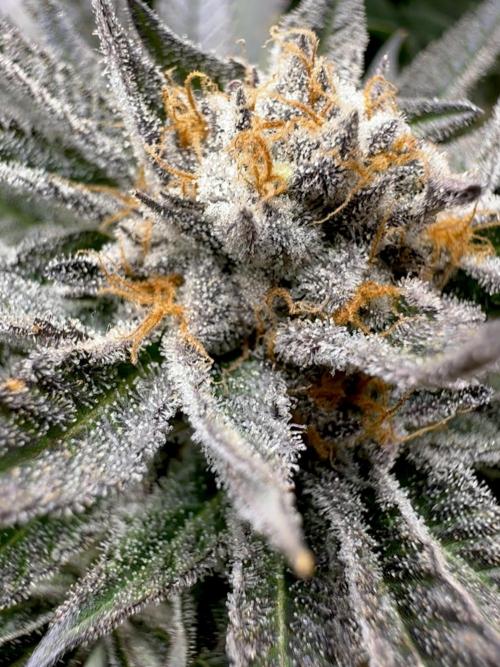 Full House. Week 7 - Studio 54